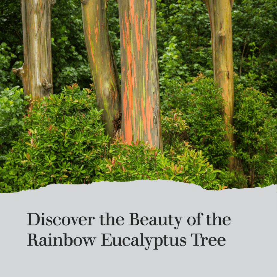 Rainbow Eucalyptus Tree