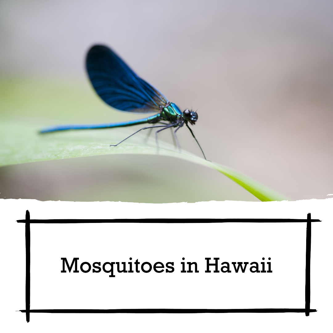 Are there mosquitoes in Hawaii