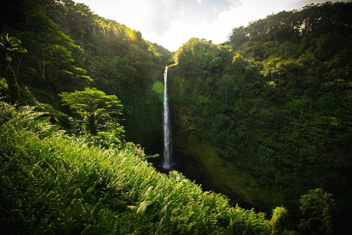 Akaka Falls surrounded by lush green tropical foliage on the Big Island