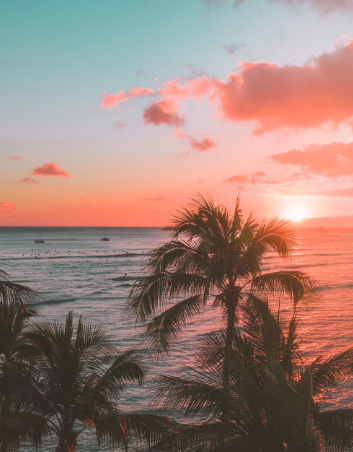 Palm trees silhouetted against a sunset over the ocean