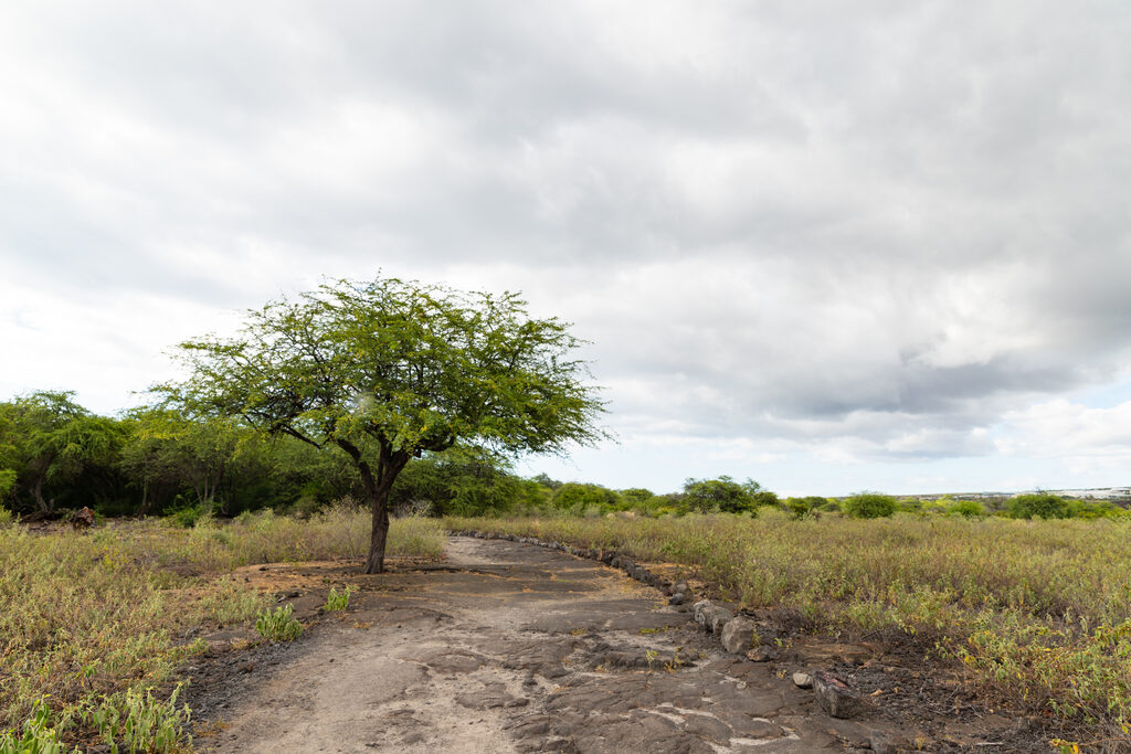 Kaloko-Honokōhau National Historical Park, Hawai‘i Island
